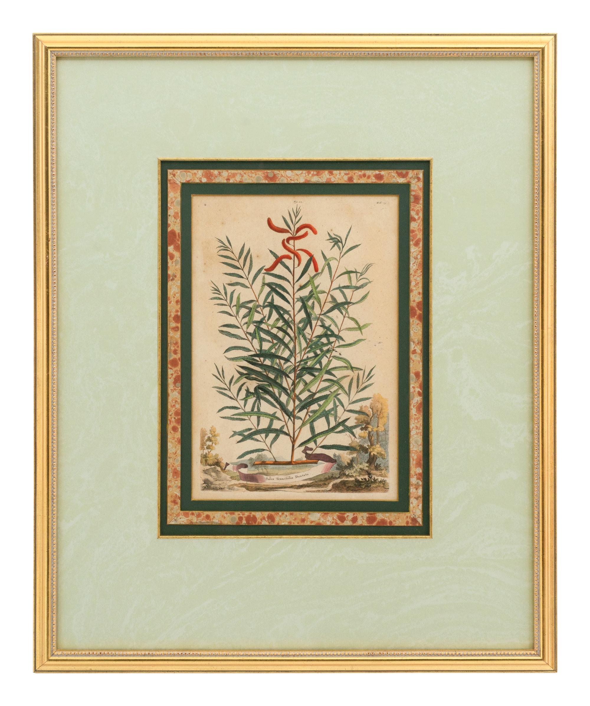 A Collection of Ten Abraham Munting Botanical Engravings from Naauwkeurige Beschryving Der Aardgewassen (1696)