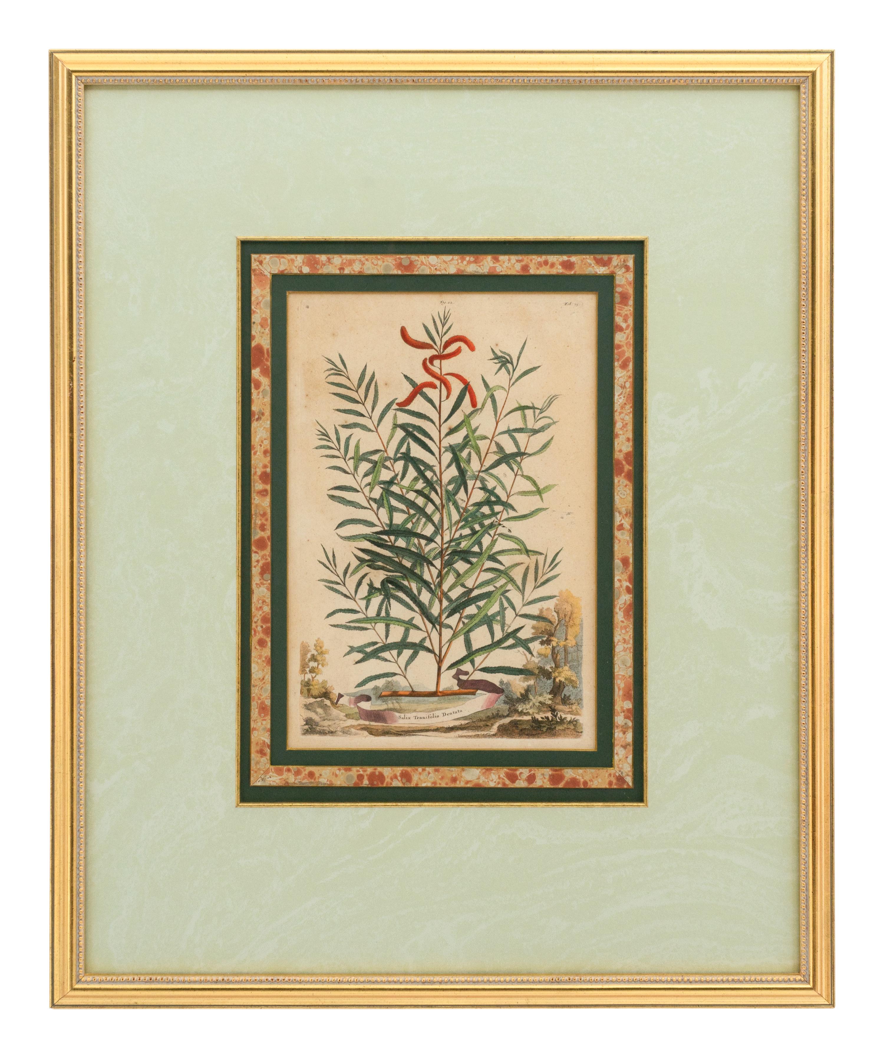 A Collection of Ten Abraham Munting Botanical Engravings from Naauwkeurige Beschryving Der Aardgewassen (1696)