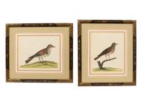 A Pair of Hand Colored Ornithological Engravings