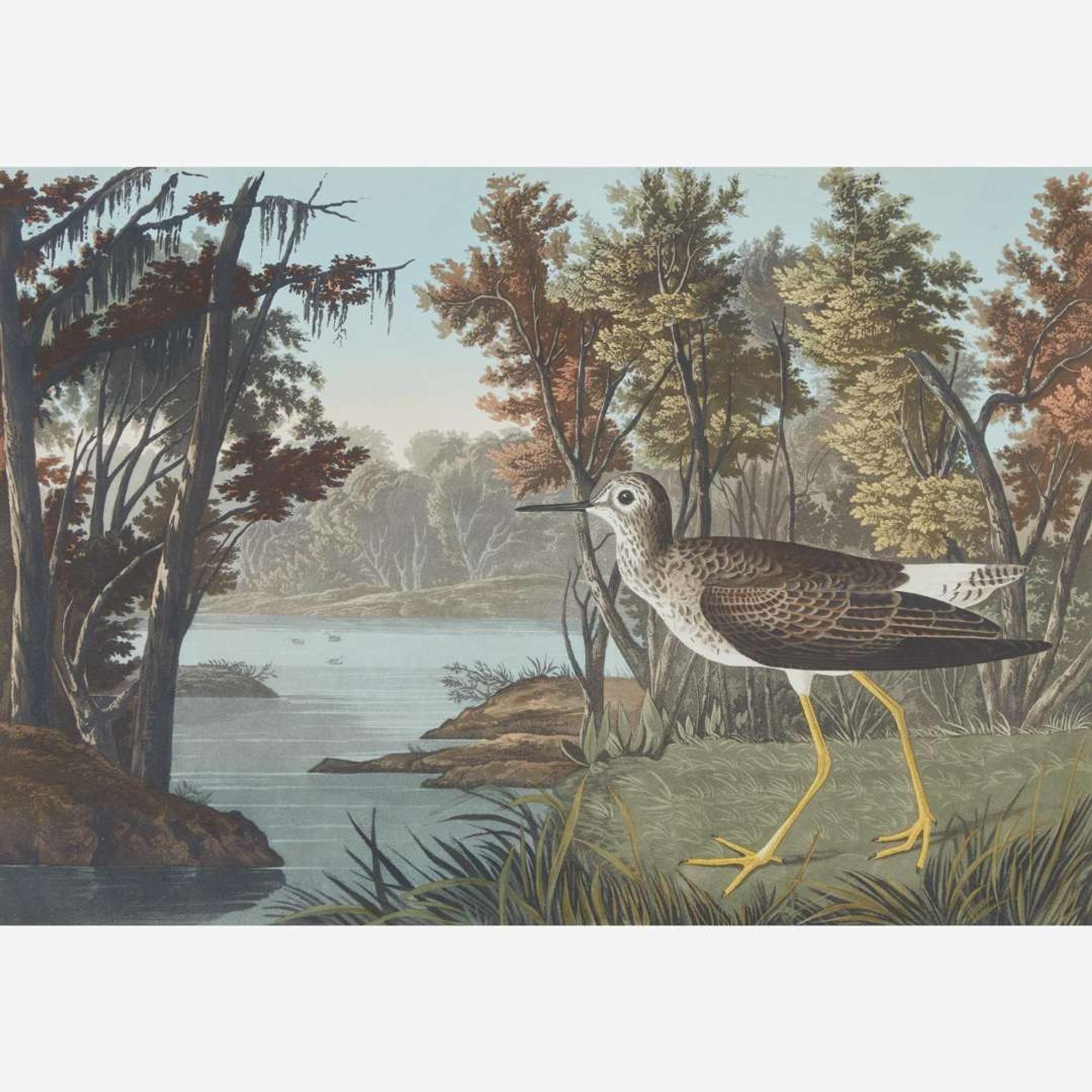 [Prints] Audubon, J(ohn). J(ames). Yellow Shank