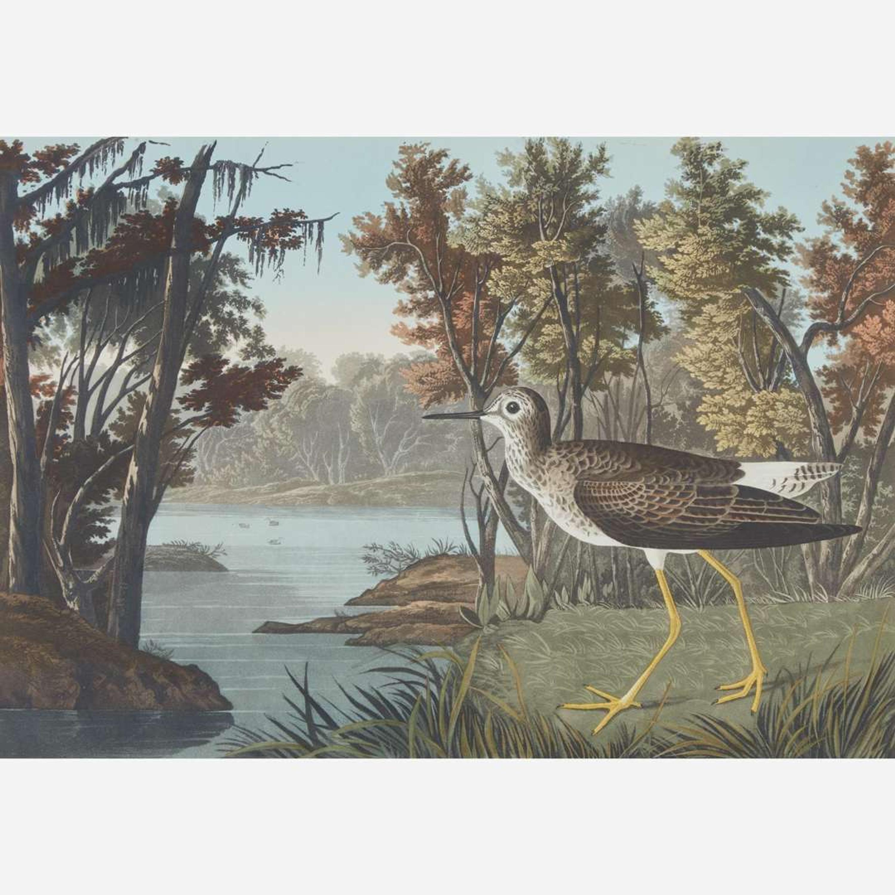[Prints] Audubon, J(ohn). J(ames). Yellow Shank