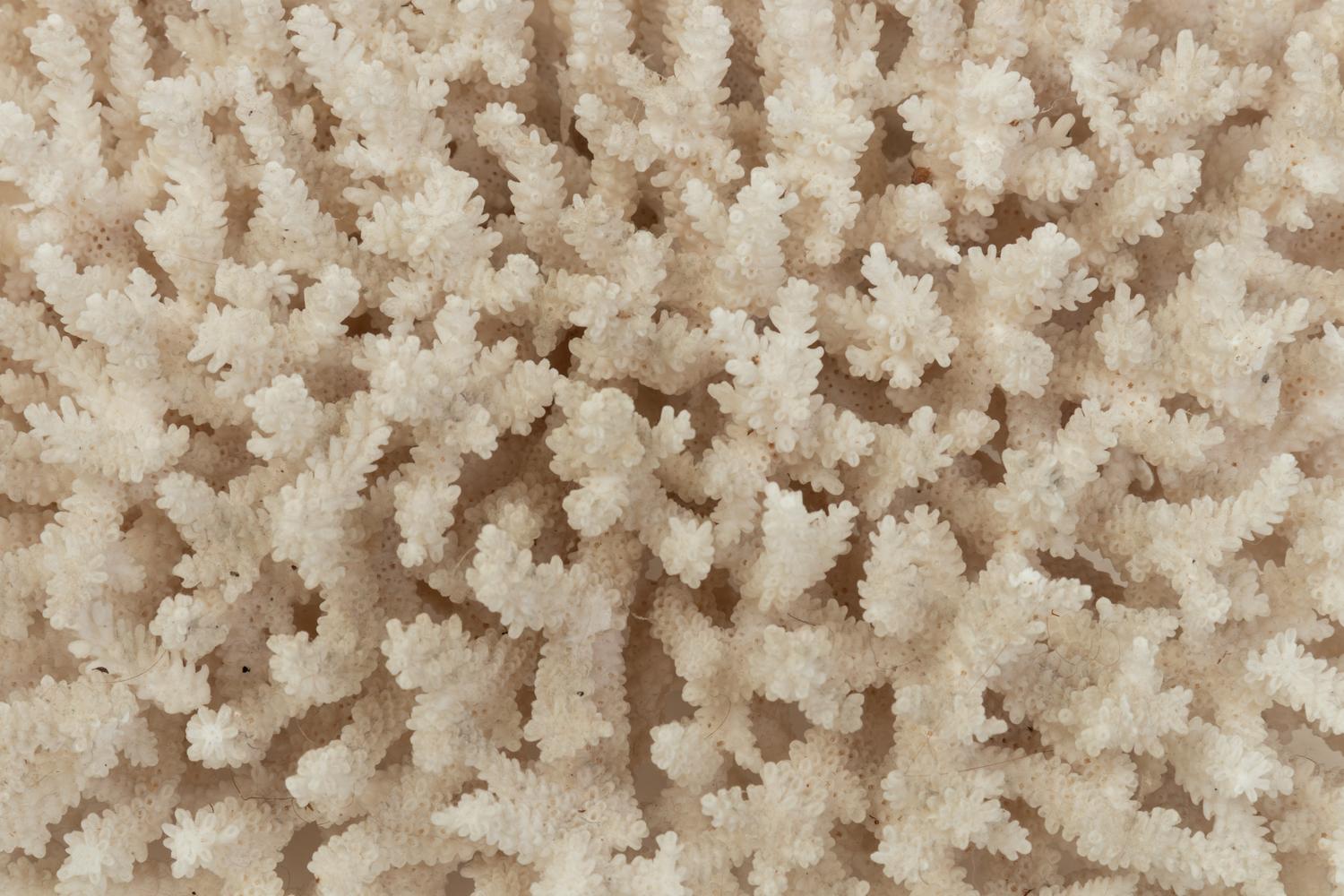 A White Coral Specimen and Three Quartz Specimens