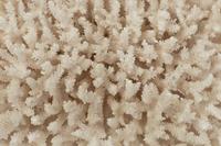 A White Coral Specimen and Three Quartz Specimens