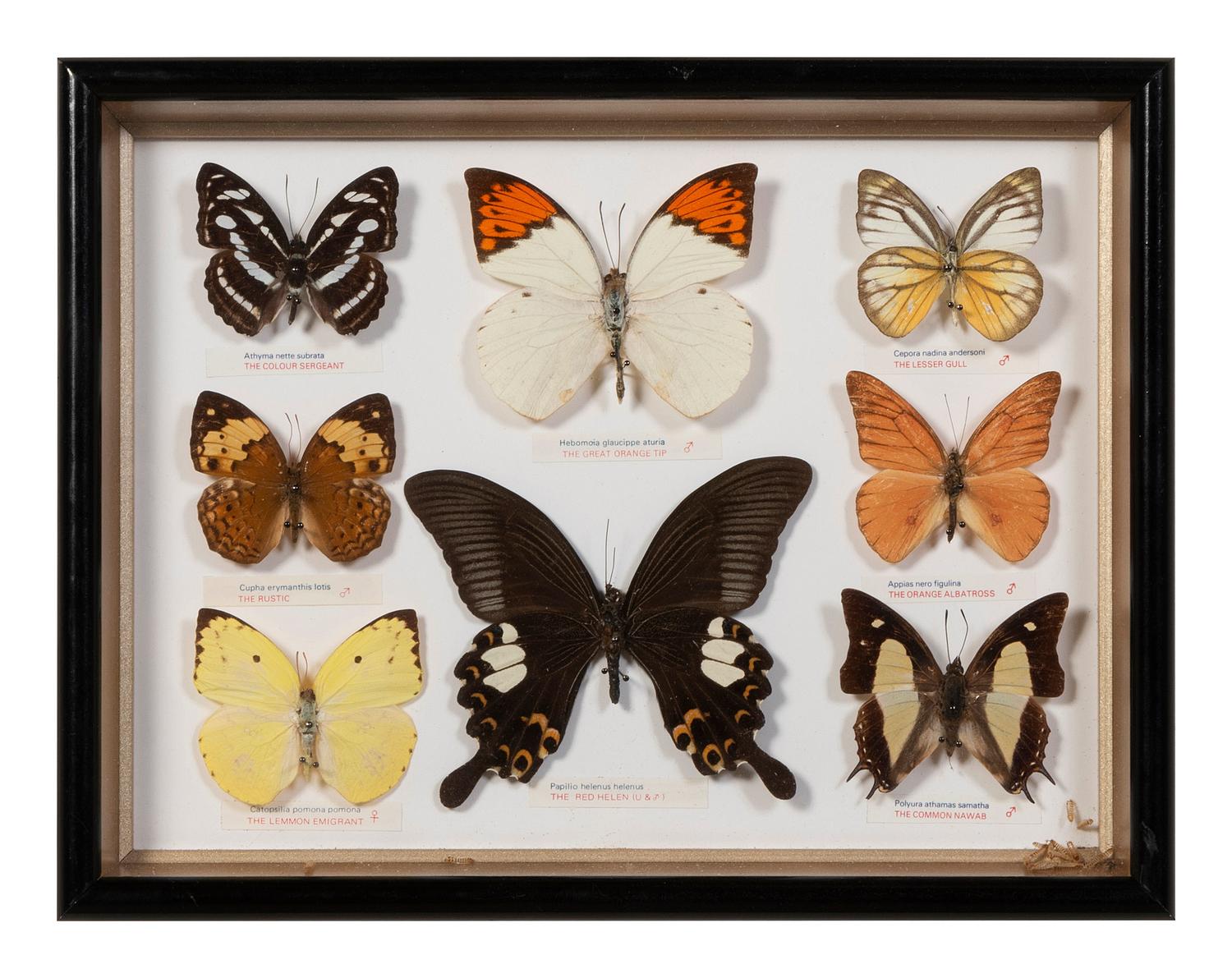 Thirty-One Framed Lepidopterological Specimens