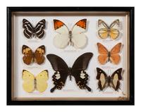 Thirty-One Framed Lepidopterological Specimens