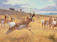 The Interlopers