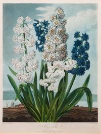 A Group of Three Handcolored Botanical Engravings Largest: 19 3/4 x 15 1/4 inches.