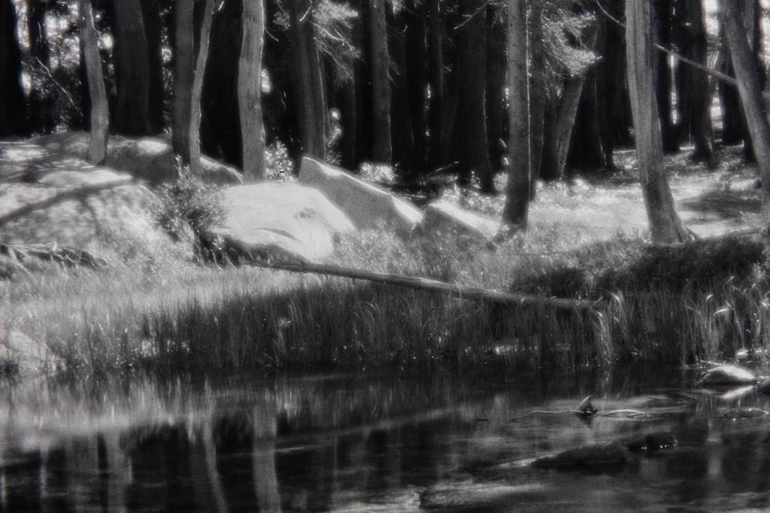 Ansel Adams (1902-1984) Lodgepole Pines, Lyell Fork of the Merced River, Yosemite National Park, California, 1921