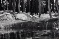 Ansel Adams (1902-1984) Lodgepole Pines, Lyell Fork of the Merced River, Yosemite National Park, California, 1921