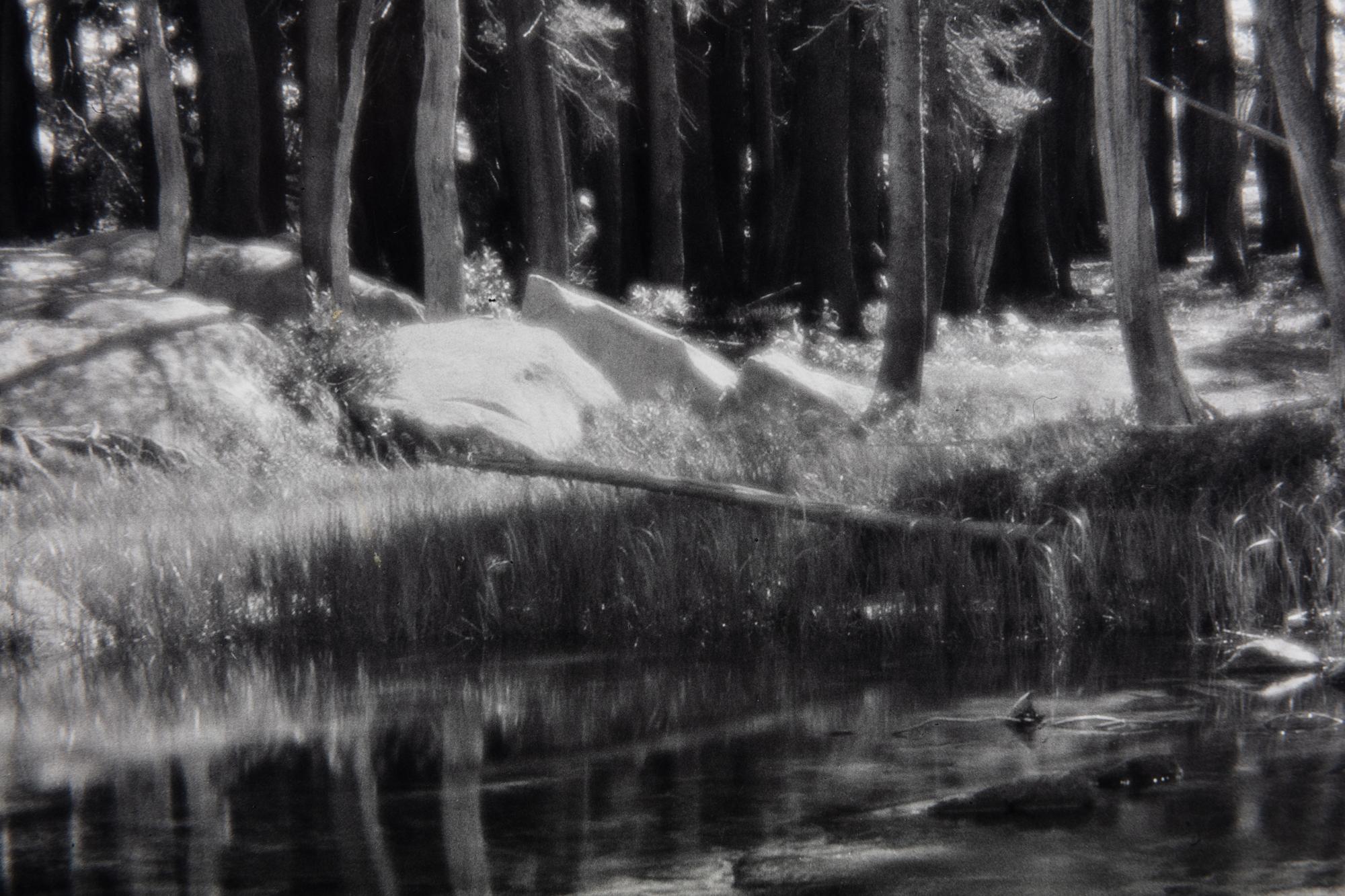 Ansel Adams (1902-1984) Lodgepole Pines, Lyell Fork of the Merced River, Yosemite National Park, California, 1921