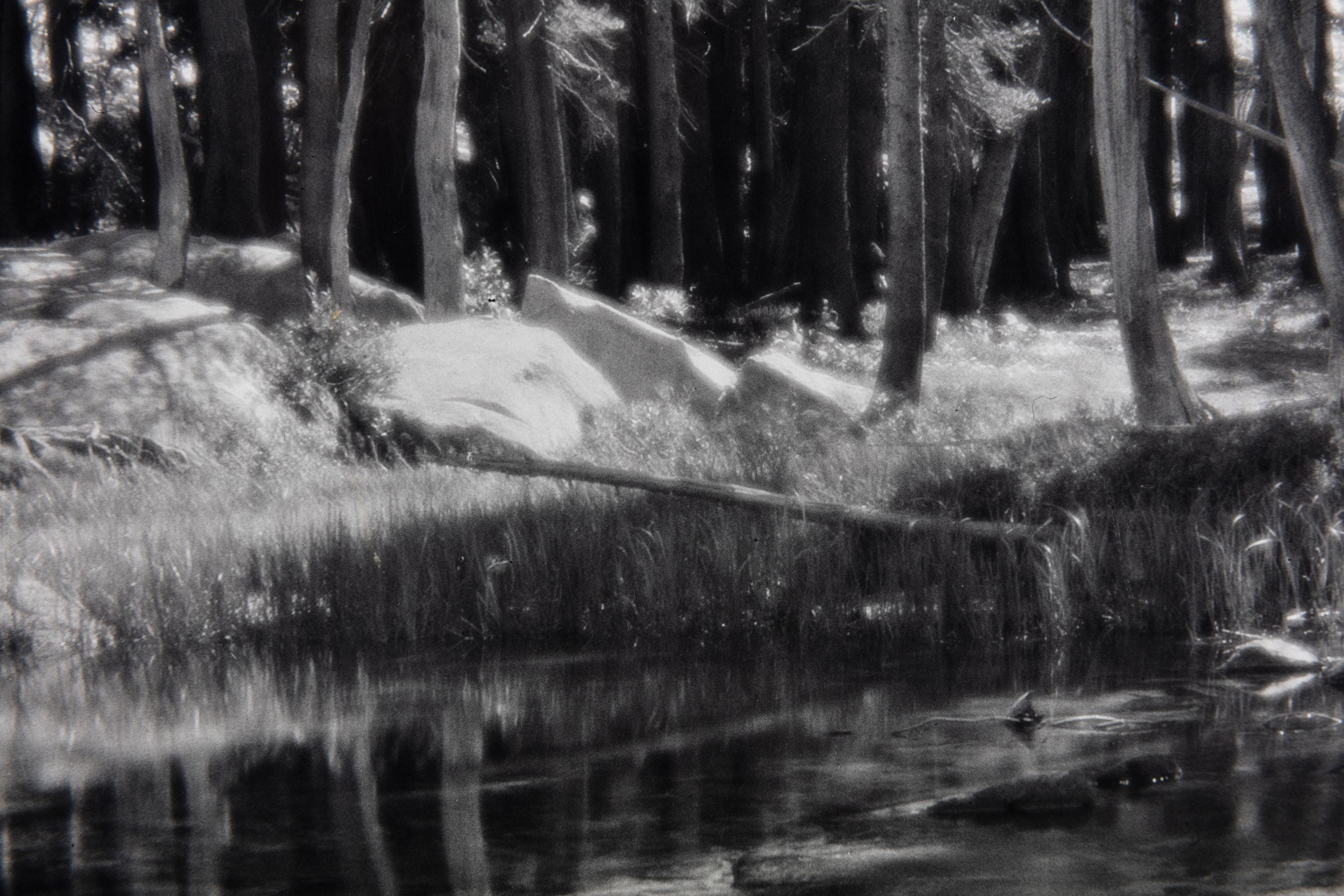Ansel Adams (1902-1984) Lodgepole Pines, Lyell Fork of the Merced River, Yosemite National Park, California, 1921