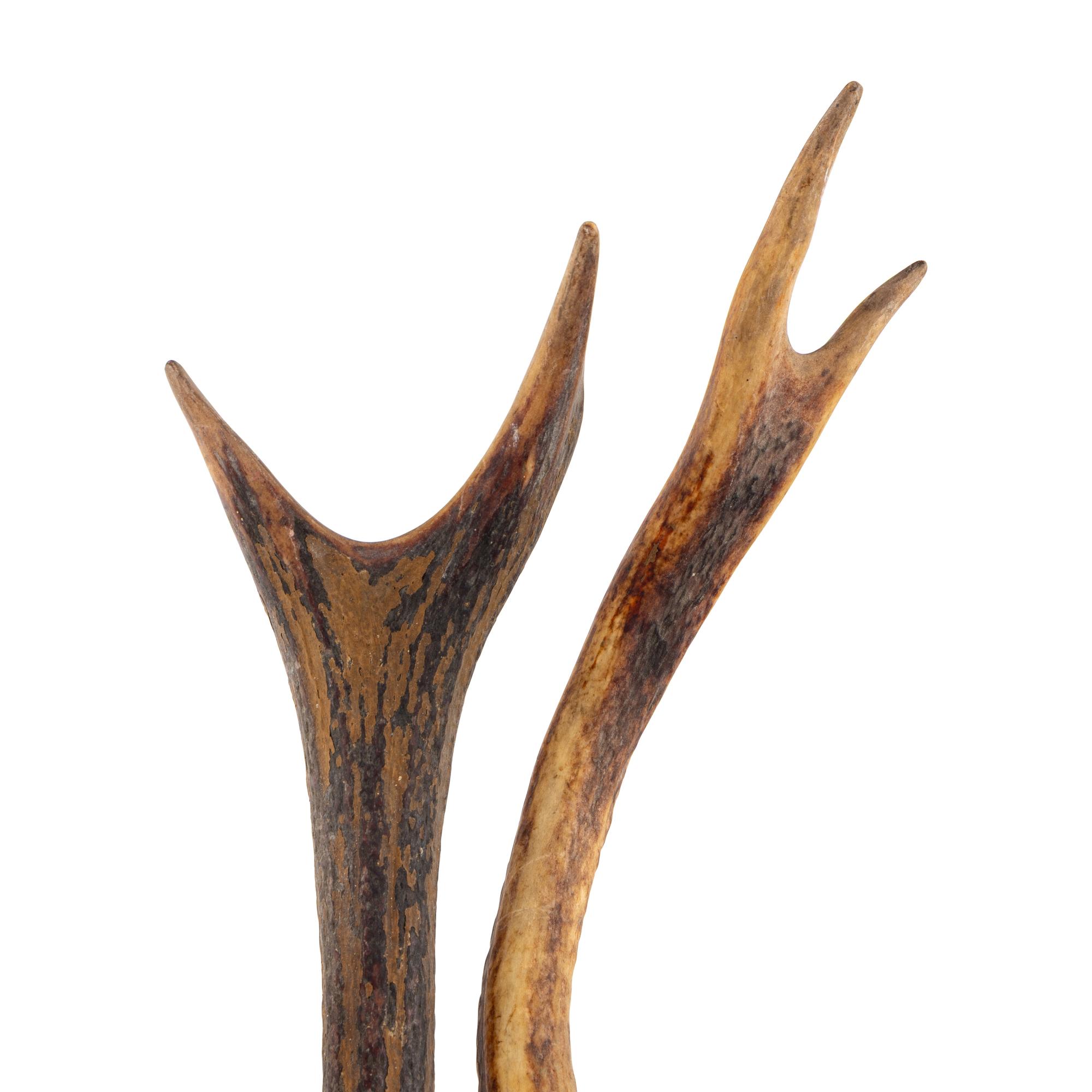 A Pair of Unmounted Stag Antlers