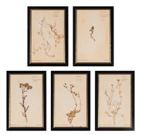 A Set of Forty-Six French Framed Botanical Specimens