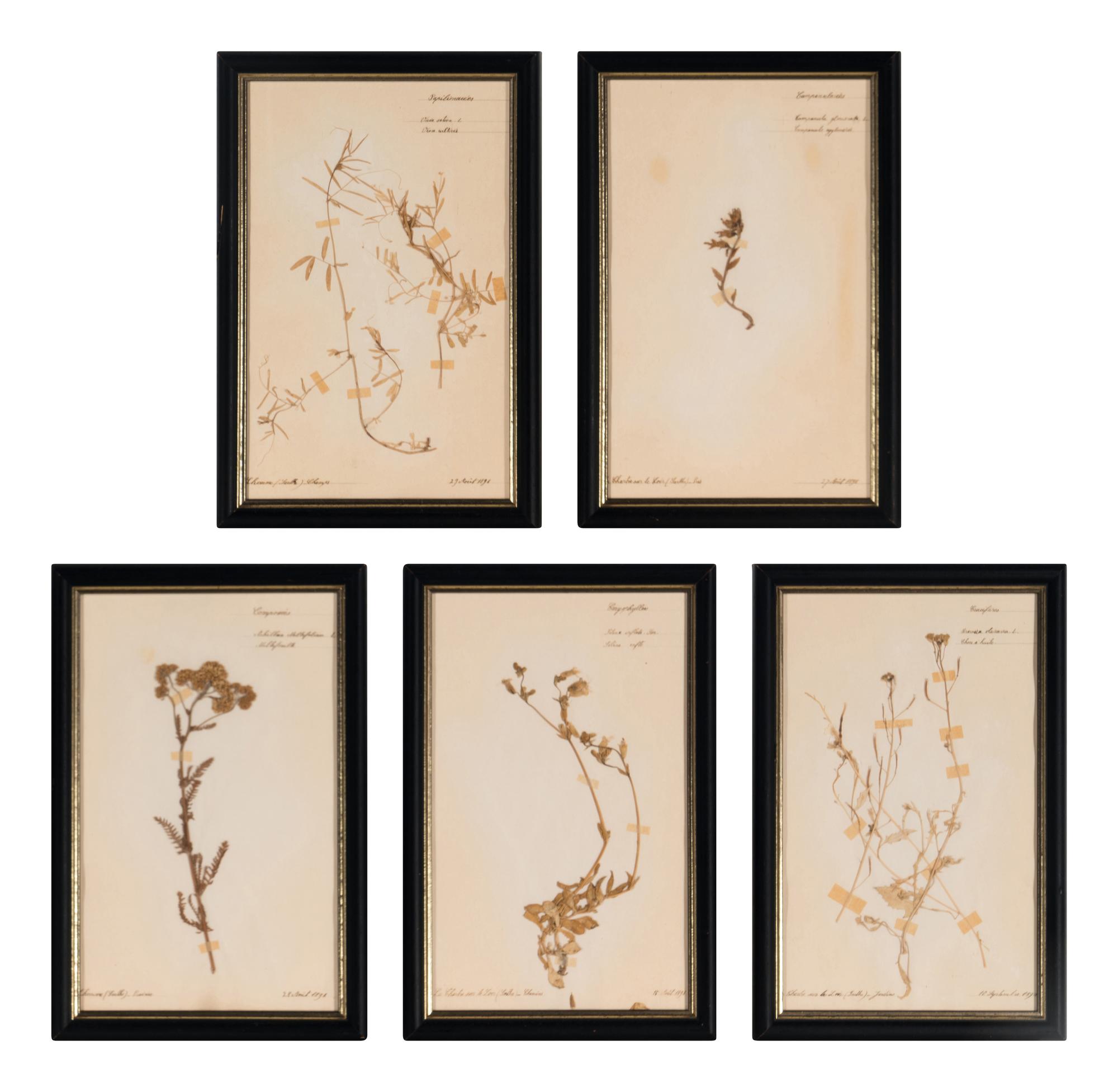 A Set of Forty-Six French Framed Botanical Specimens