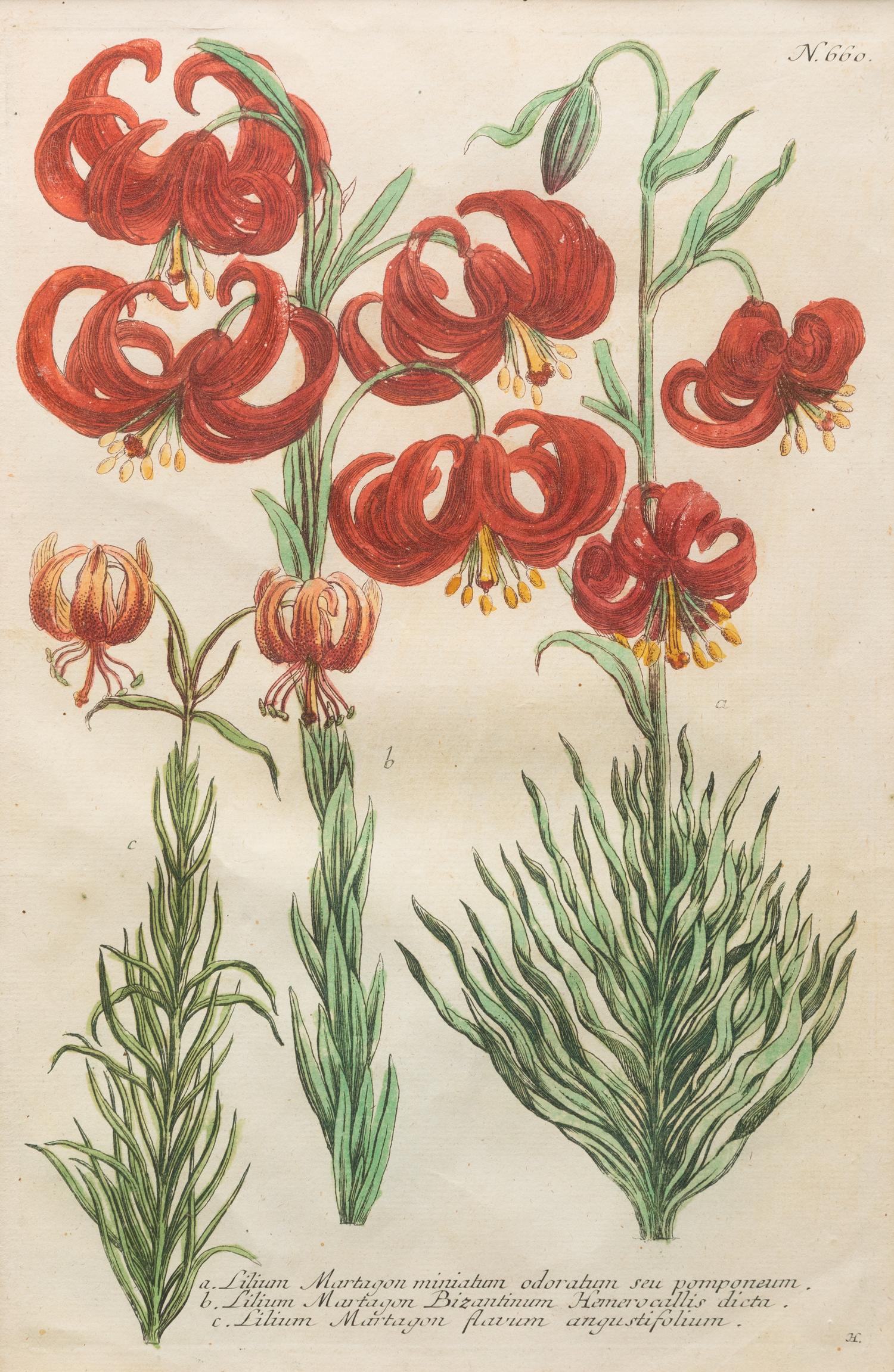 A Group of Johannes Weinamann Botanical Prints from Phytanthoza Iconographia (1737-1745)