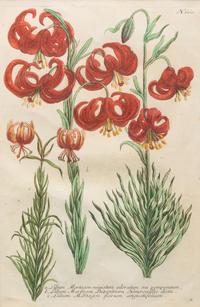 A Group of Johannes Weinamann Botanical Prints from Phytanthoza Iconographia (1737-1745)