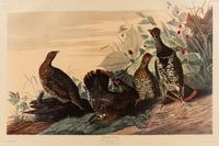 AUDUBON, John James (1785-1851), after Red-breasted Morganser (Plate CCCCI). Mergus Serrator . -- Common or Virginian Deer (Plate CXXXVI). Cervus Virginianus . -- The Jaguar (Plate CI). Felis Onca .--Spotted Grous (Plate CLXXVI). Tetrao Canadensis . -- Raccoon (Plate LXI). Procyon Lotor .