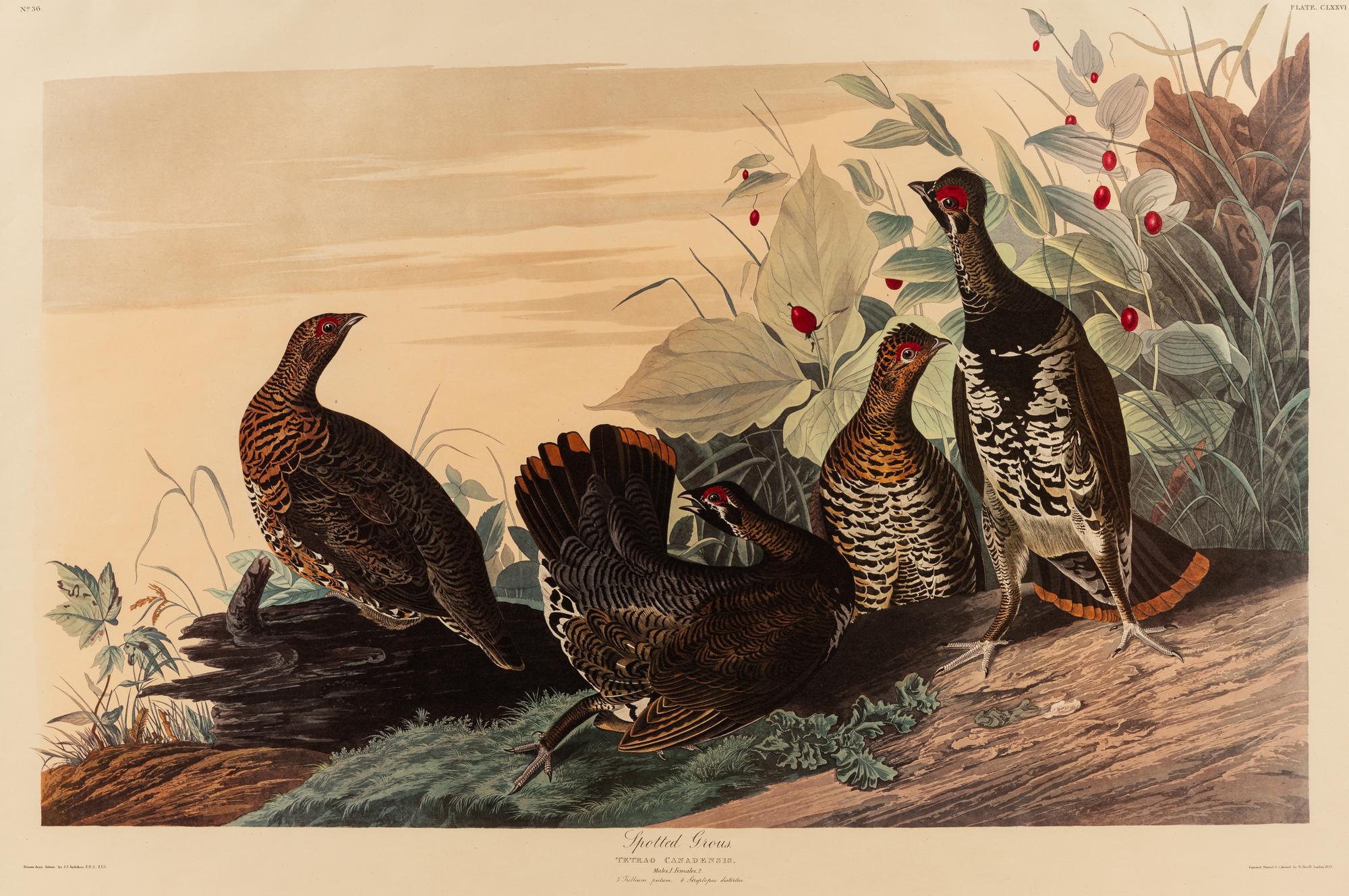 AUDUBON, John James (1785-1851), after Red-breasted Morganser (Plate CCCCI). Mergus Serrator . -- Common or Virginian Deer (Plate CXXXVI). Cervus Virginianus . -- The Jaguar (Plate CI). Felis Onca .--Spotted Grous (Plate CLXXVI). Tetrao Canadensis . -- Raccoon (Plate LXI). Procyon Lotor .