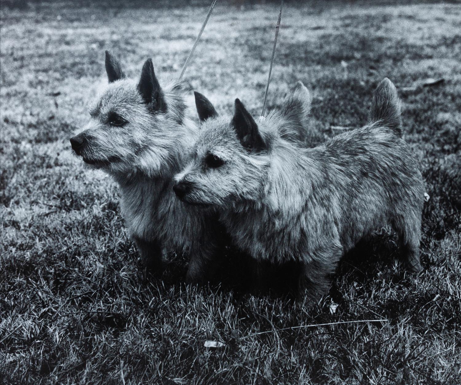 Four Photographs of Norwich Terriers Largest: 18 1/2 x 23 1/2 inches. — Constance Larrabee