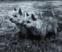 Four Photographs of Norwich Terriers Largest: 18 1/2 x 23 1/2 inches. — Constance Larrabee