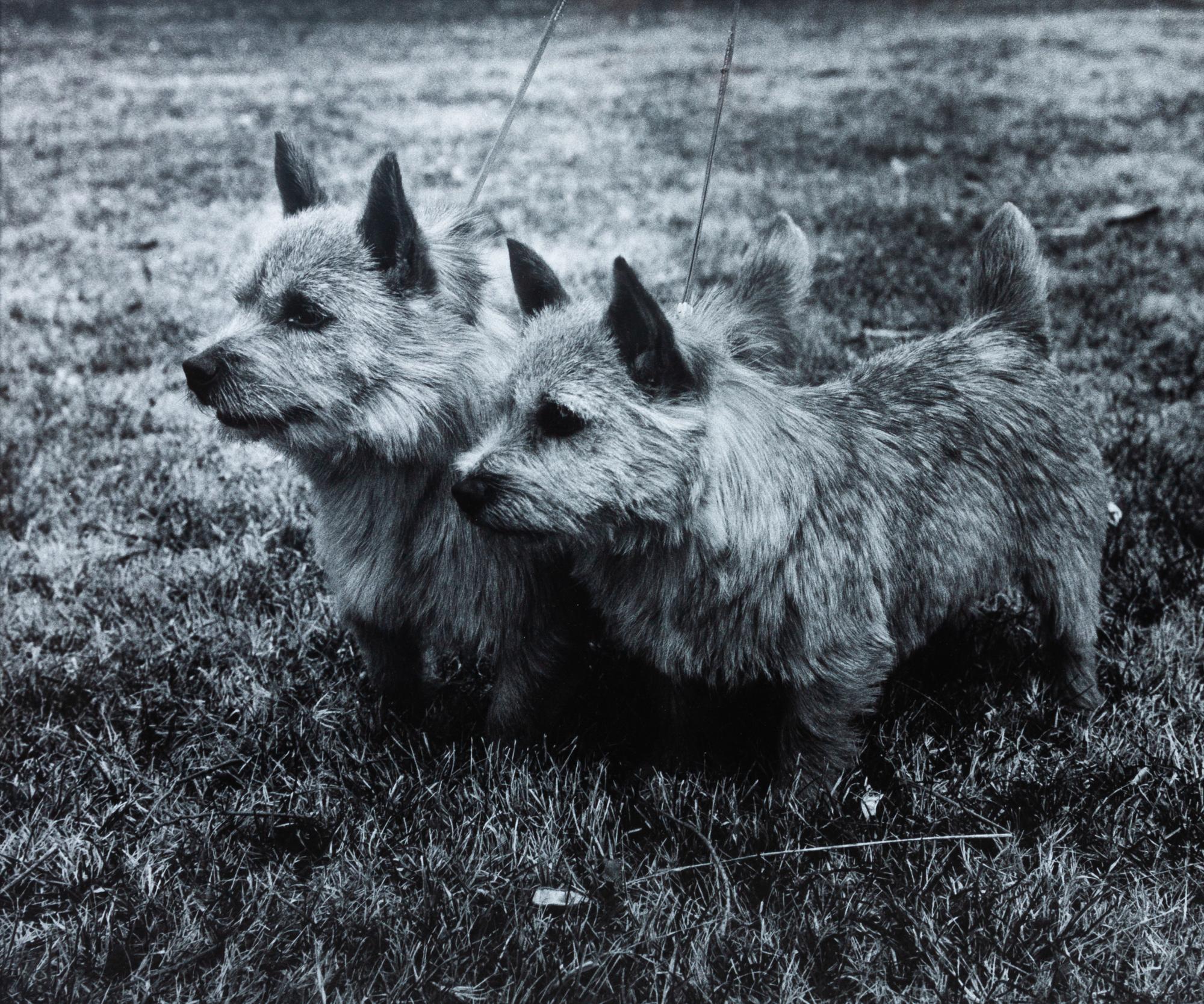 Four Photographs of Norwich Terriers Largest: 18 1/2 x 23 1/2 inches. — Constance Larrabee