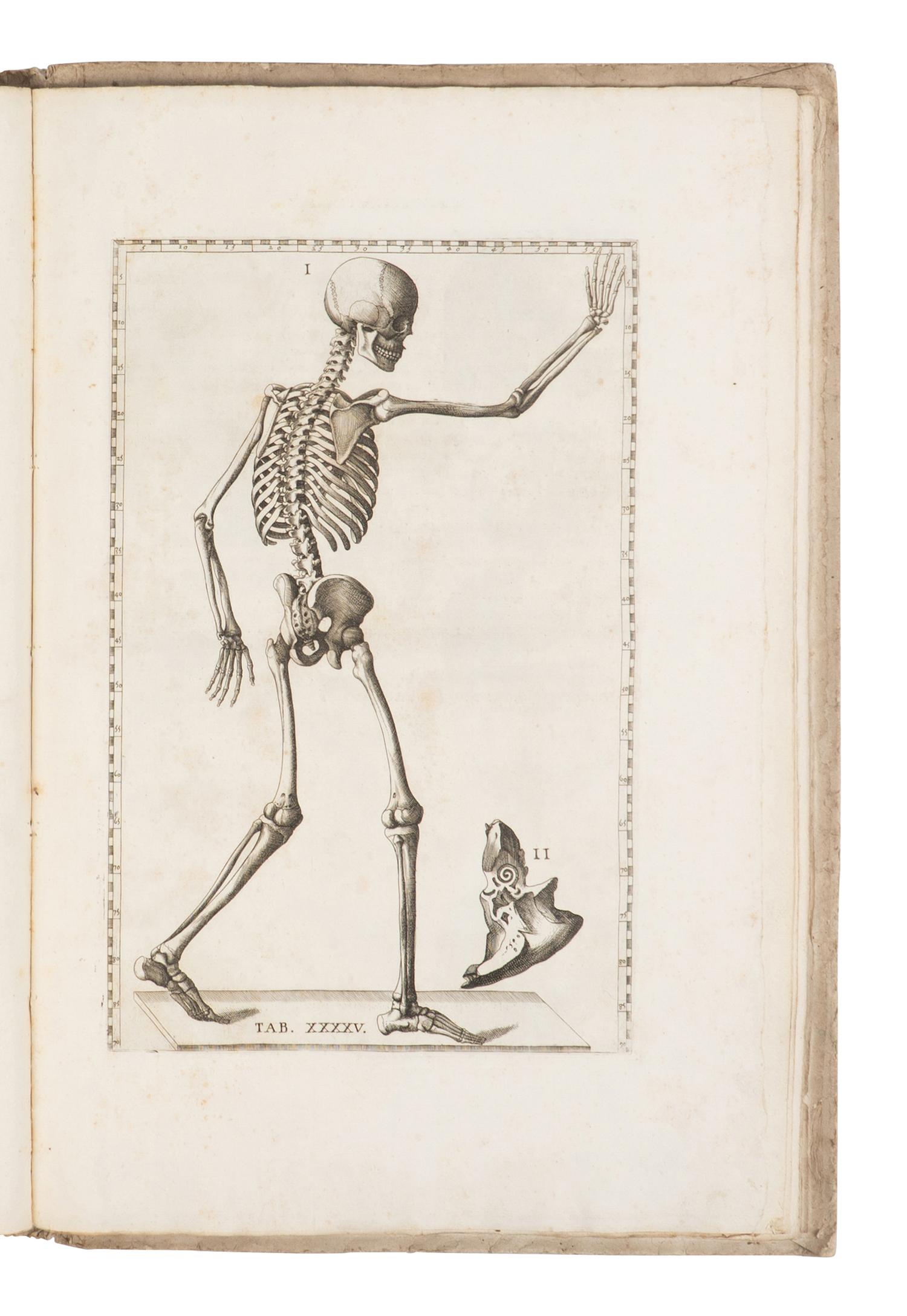 [SCIENCE & MEDICINE]. EUSTACHI, Bartolomeo (d. 1574). Tabulae Anatomicae Clarissimi viri Bartholomaei Eustachii . Rome: Laurentii & Thoma Pagliarini, 1728