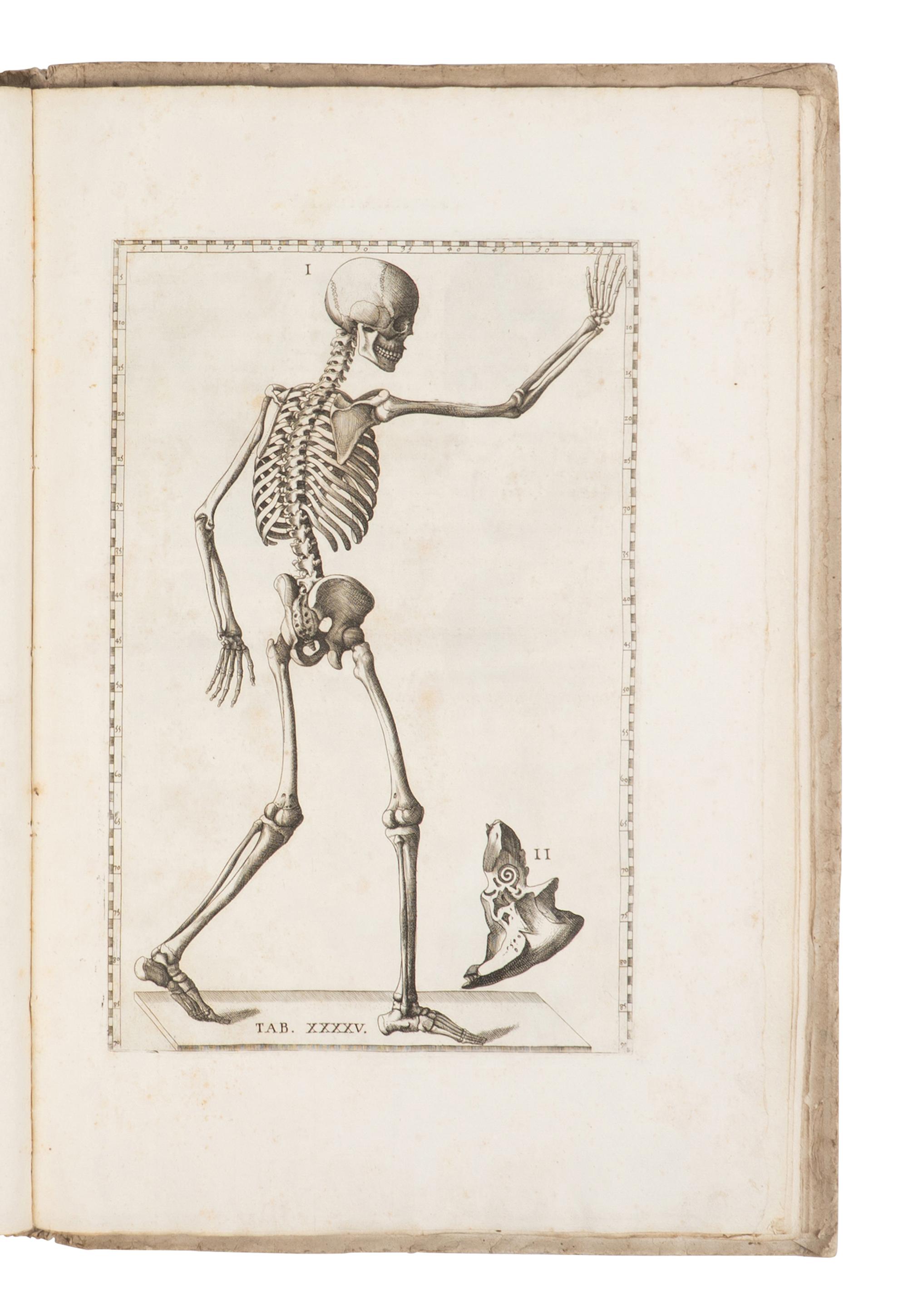 [SCIENCE & MEDICINE]. EUSTACHI, Bartolomeo (d. 1574). Tabulae Anatomicae Clarissimi viri Bartholomaei Eustachii . Rome: Laurentii & Thoma Pagliarini, 1728