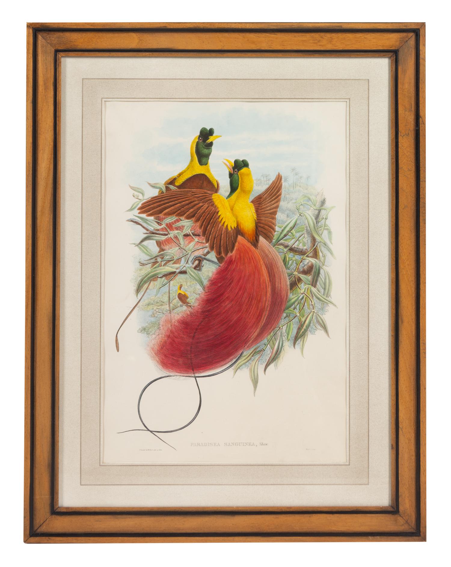 John Gould and Henry Constantine Richter (British, 19th Century)