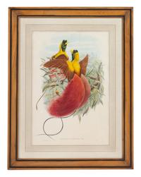 John Gould and Henry Constantine Richter (British, 19th Century)