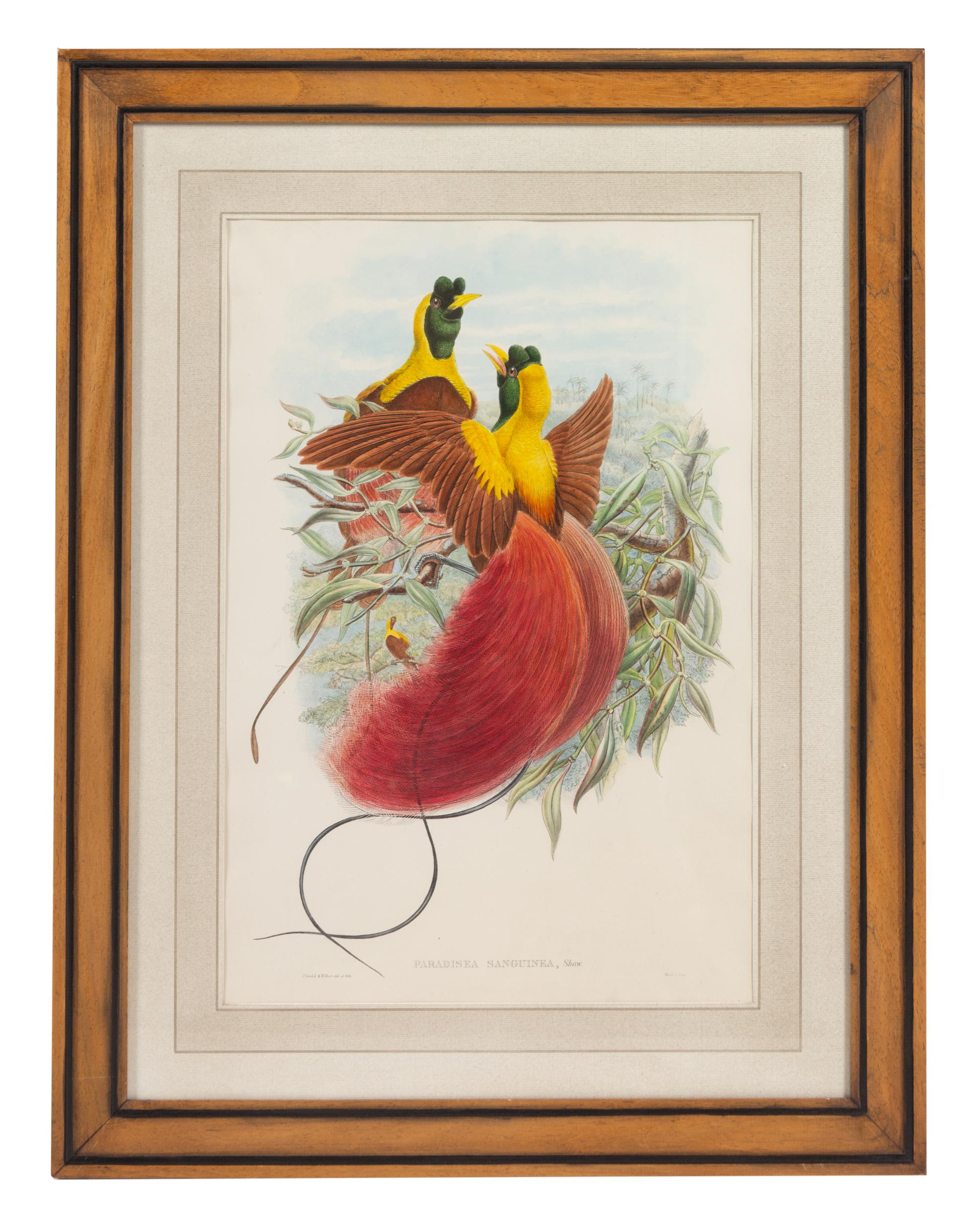 John Gould and Henry Constantine Richter (British, 19th Century)