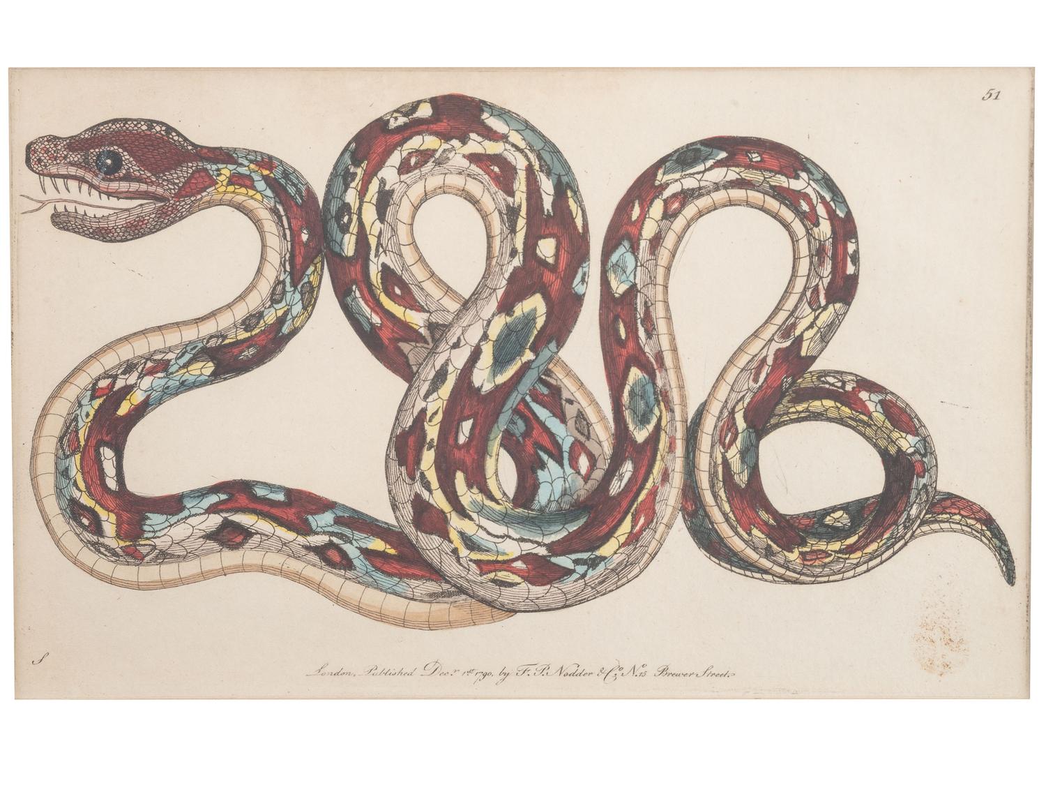 Seven Intaglio Prints of Reptiles