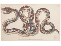 Seven Intaglio Prints of Reptiles