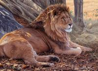 Savanna Sanctuary