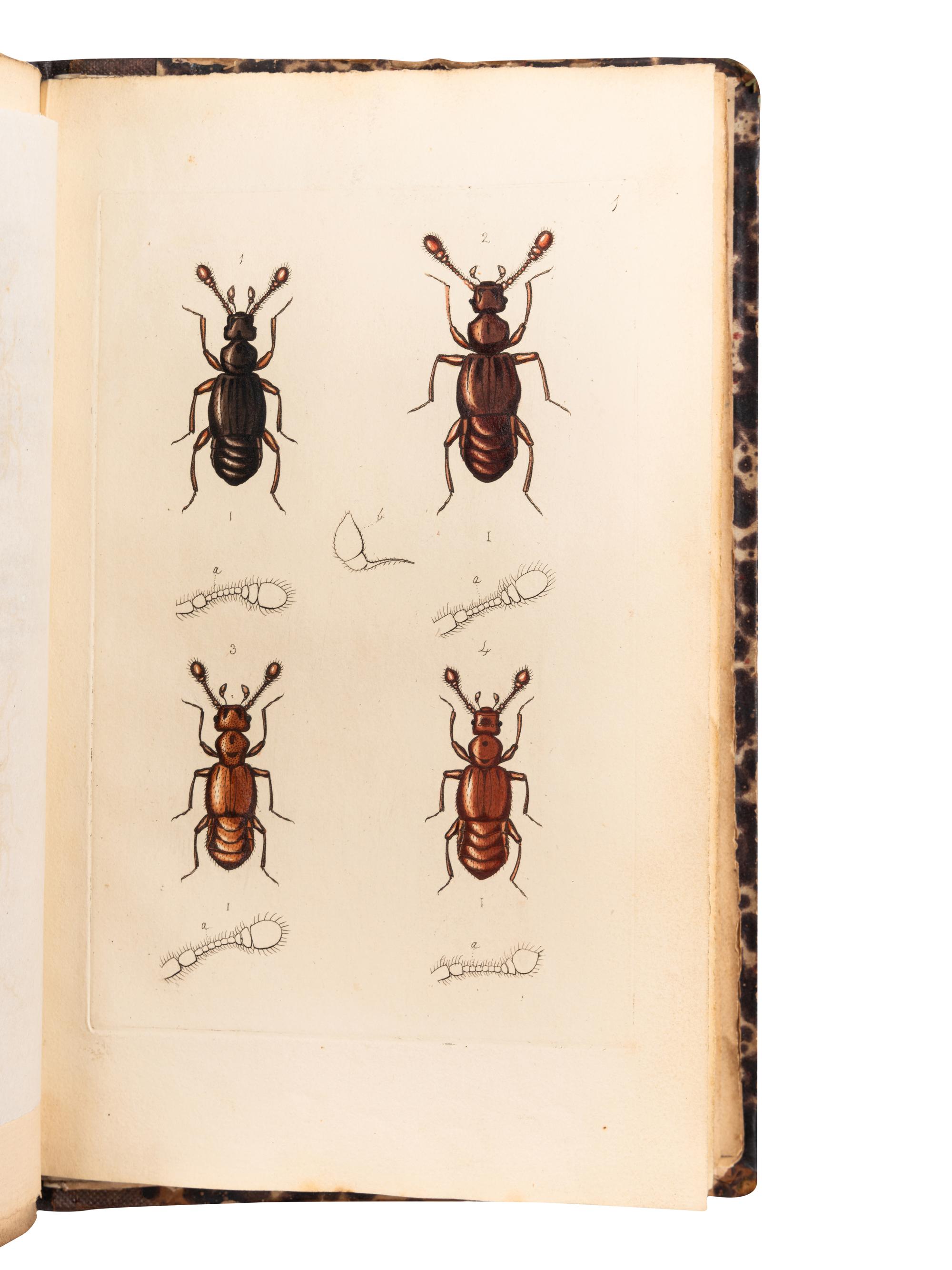[ENTOMOLOGY & BEETLES]. A group of 47 works, comprising: