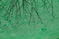 Spring , c. 2004