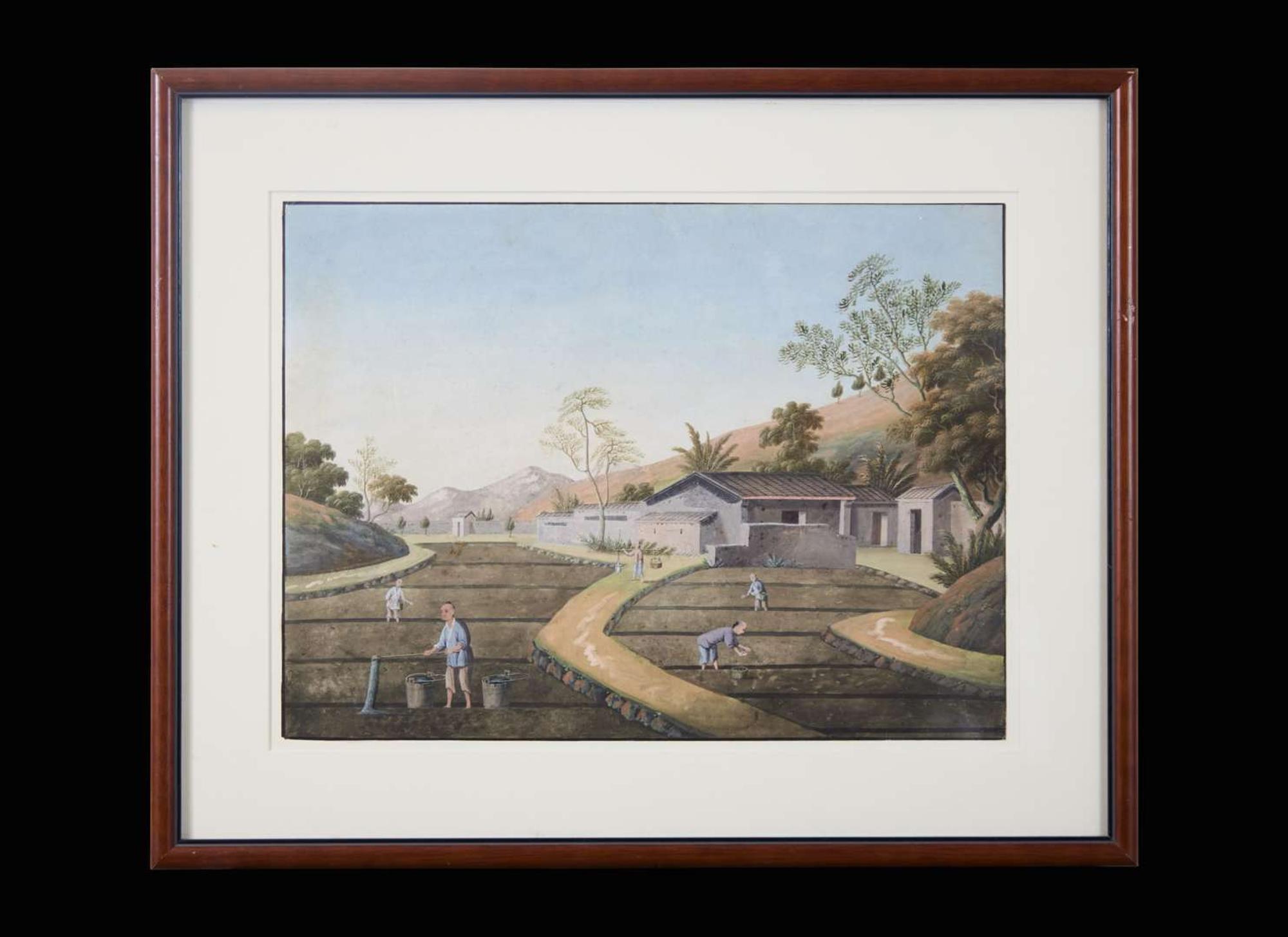 A group of five Chinese Export paintings depicting the manufacture of tea, first part 19th century 製茶圖一組五幅 十九世紀初