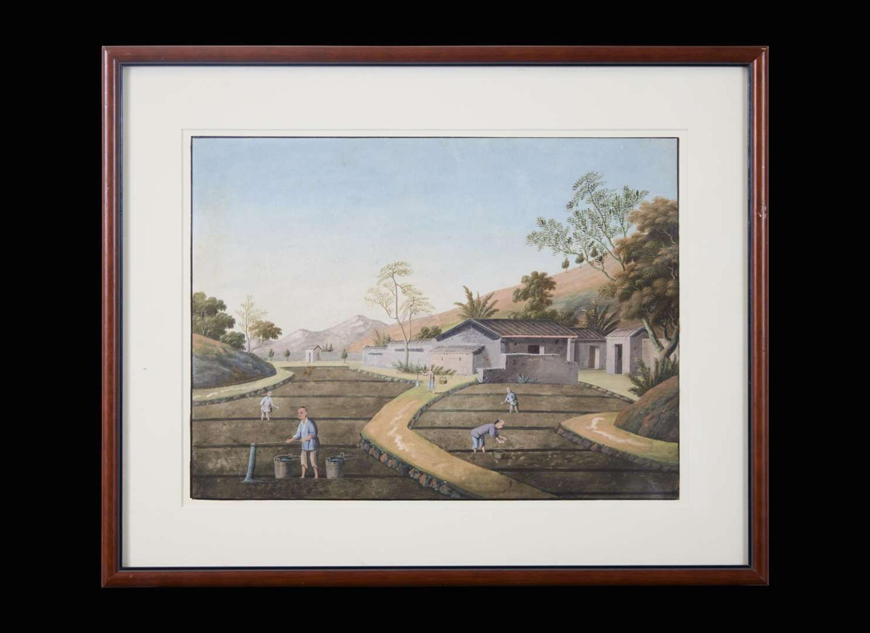 A group of five Chinese Export paintings depicting the manufacture of tea, first part 19th century 製茶圖一組五幅 十九世紀初