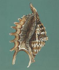 A Pair of Framed Serigraphs of Seashells