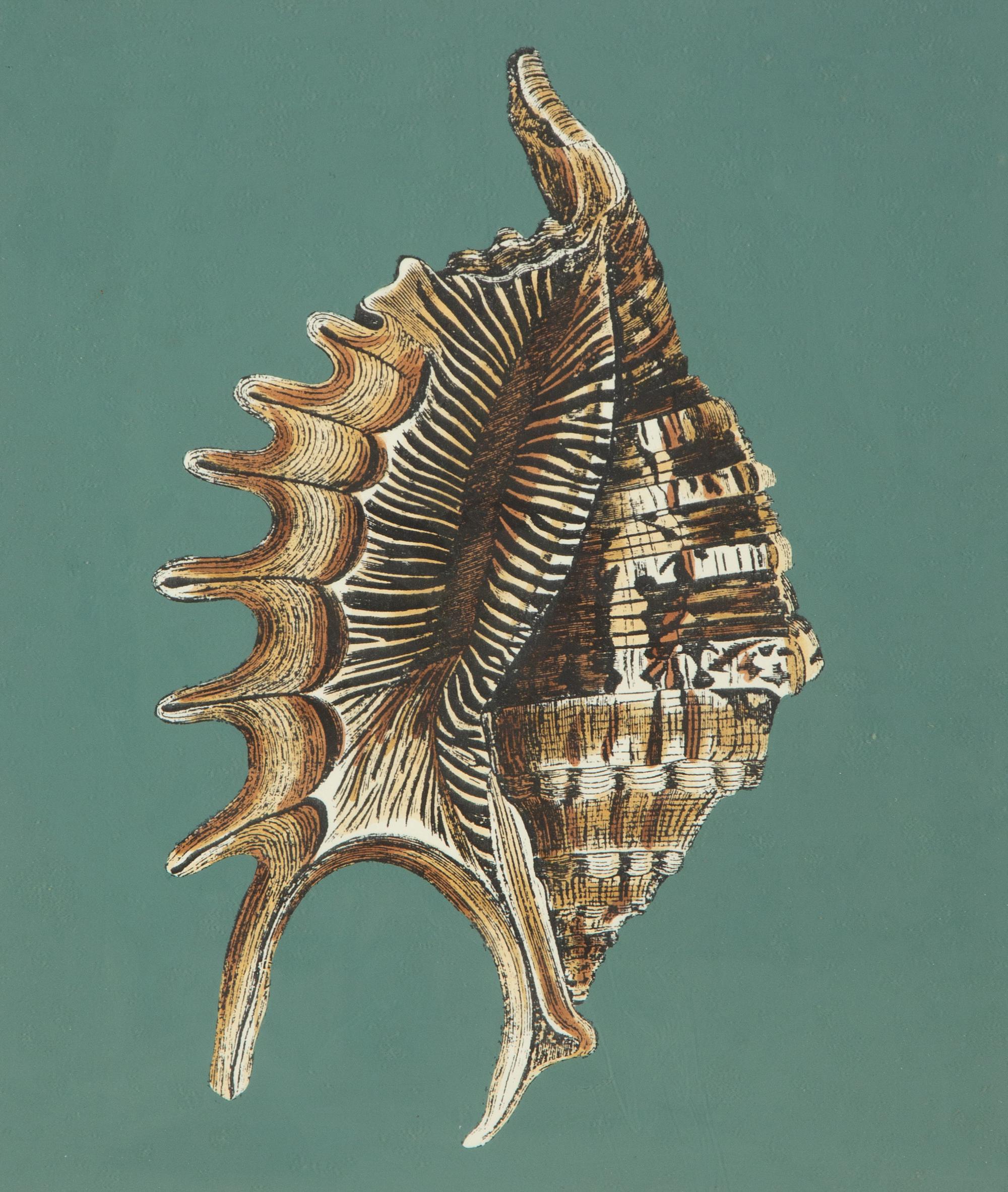 A Pair of Framed Serigraphs of Seashells