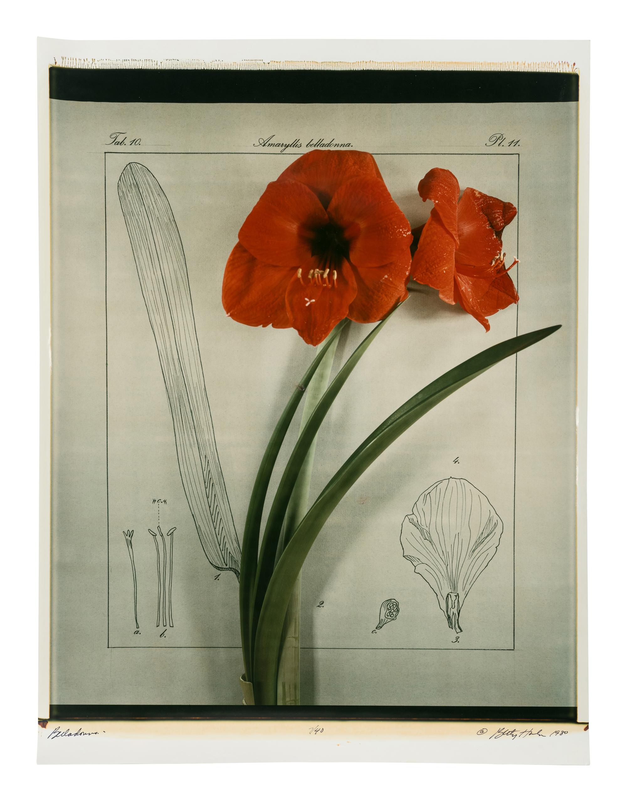 Five Still Lifes (portfolio of five prints with clamshell box)
