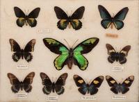 Three Framed Groups of Lepidopterological Specimens