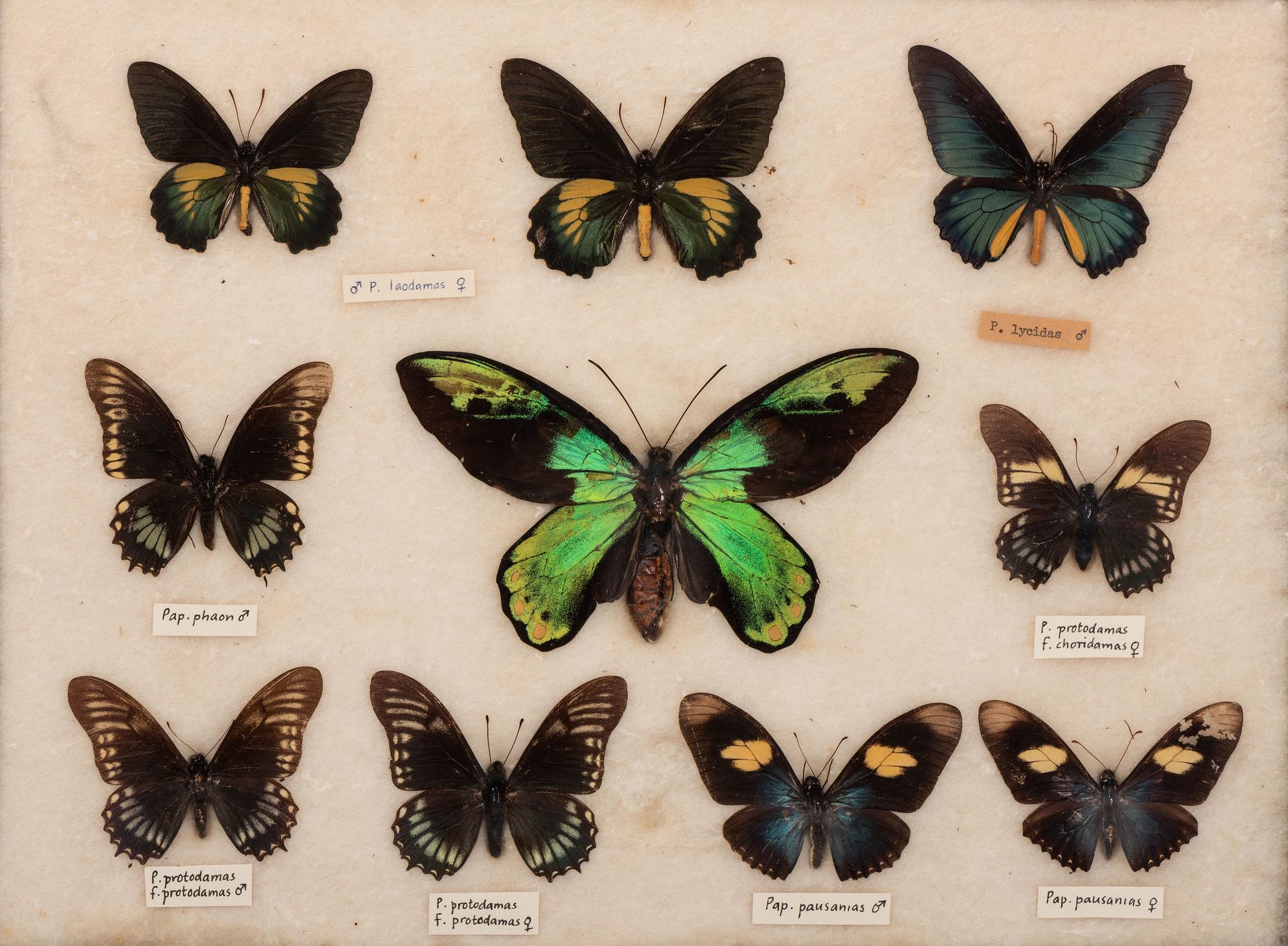Three Framed Groups of Lepidopterological Specimens