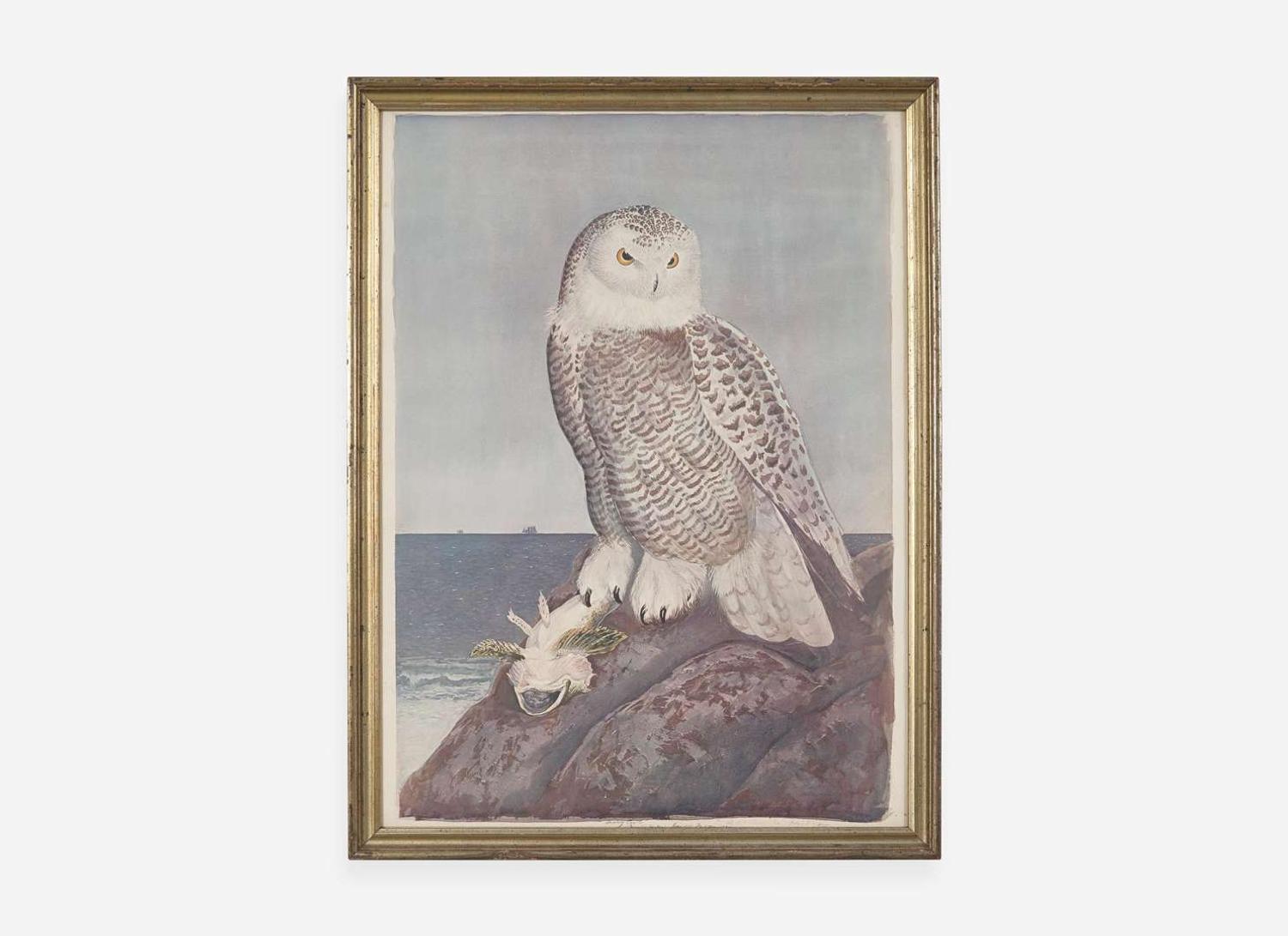 [Prints] Tyson, Carroll (Sargent): Snowy Owl