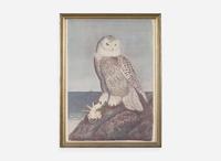 [Prints] Tyson, Carroll (Sargent): Snowy Owl