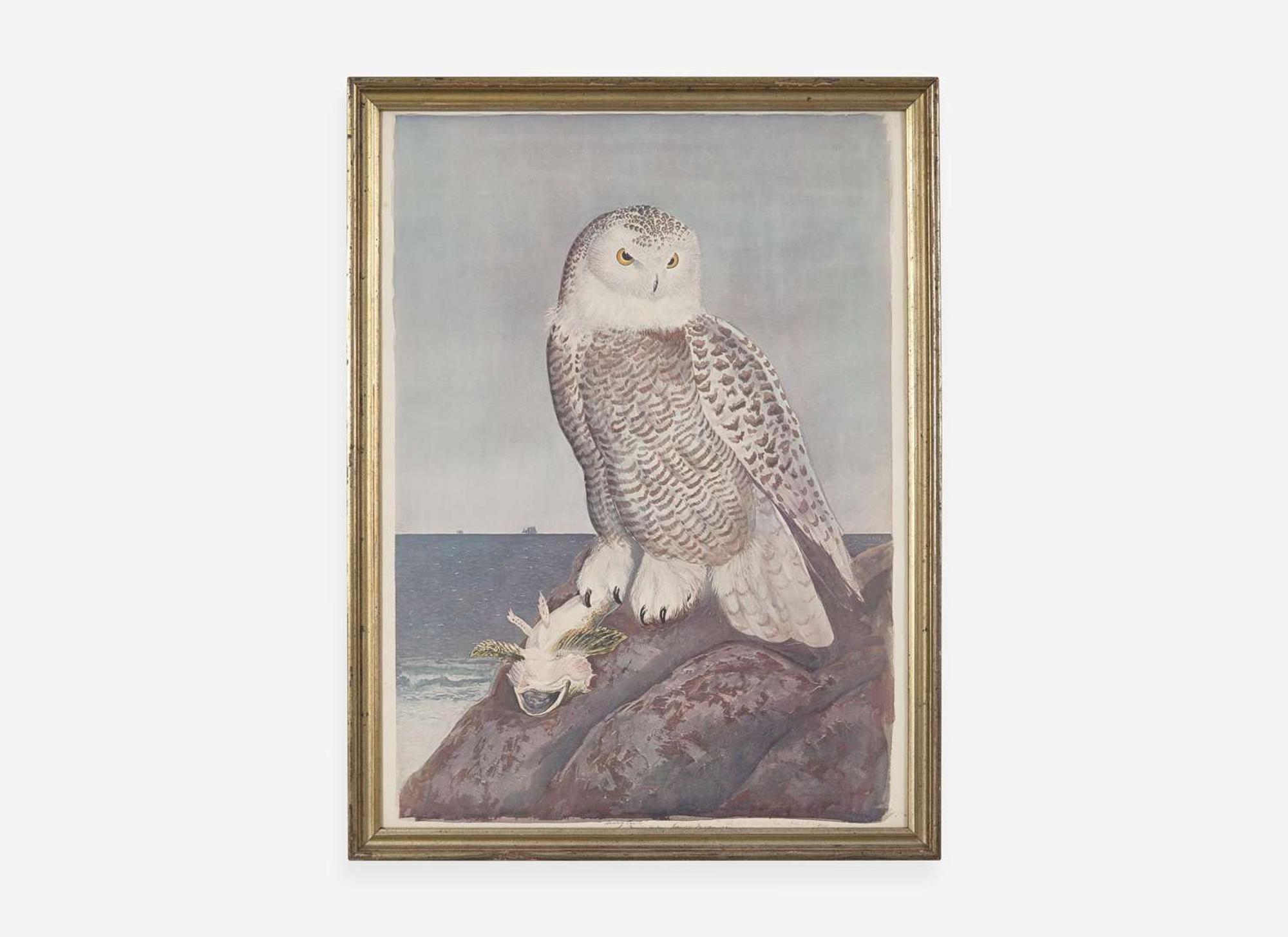 [Prints] Tyson, Carroll (Sargent): Snowy Owl