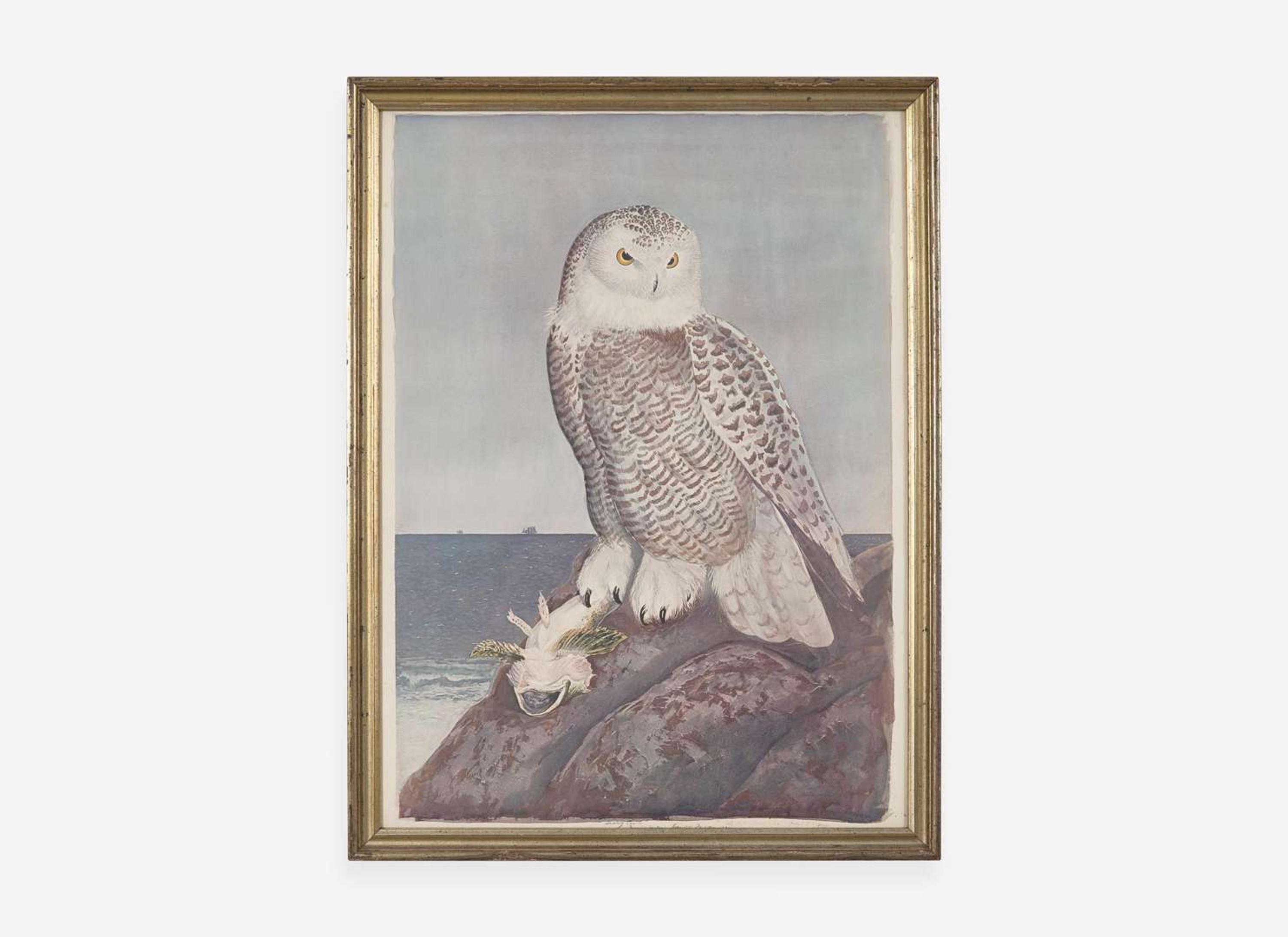 [Prints] Tyson, Carroll (Sargent): Snowy Owl