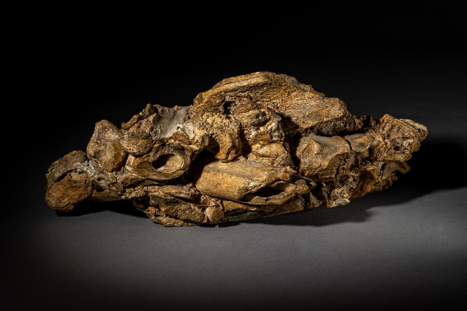 A Paleolithic Block of Breccia from Makapansgat