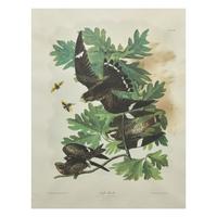 [Natural History] Audubon, John James. Night Hawk