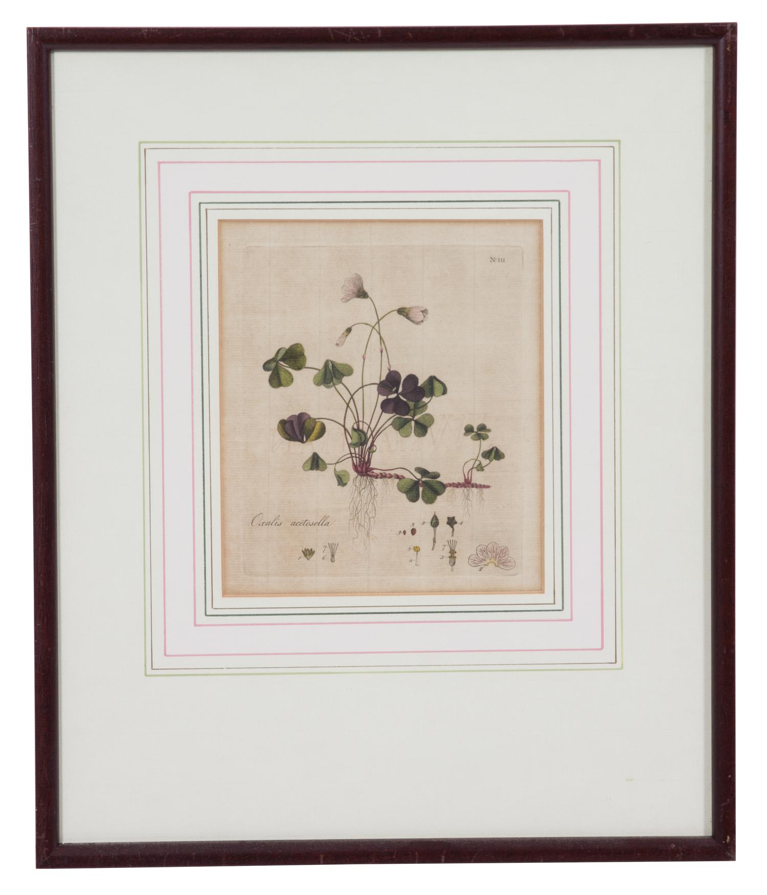 A Collection of Twelve Botanical Engravings Largest framed dimensions 27 x 9 inches. — 19TH/20TH CENTURY