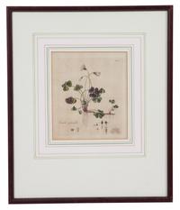 A Collection of Twelve Botanical Engravings Largest framed dimensions 27 x 9 inches. — 19TH/20TH CENTURY